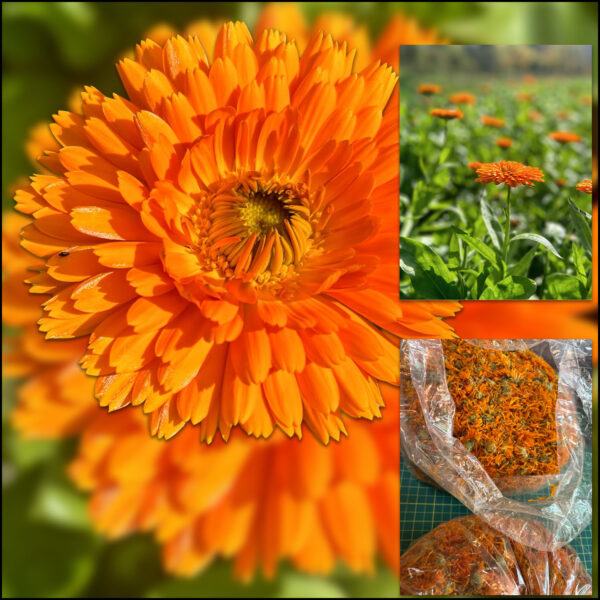 Organic calendula used in the making of Bespoke Balm by Ivey Abitz Apothecary.