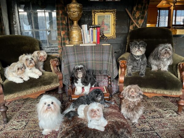 The Ivey Abitz Pack, Puppy Mill and Senior Rescue Dogs