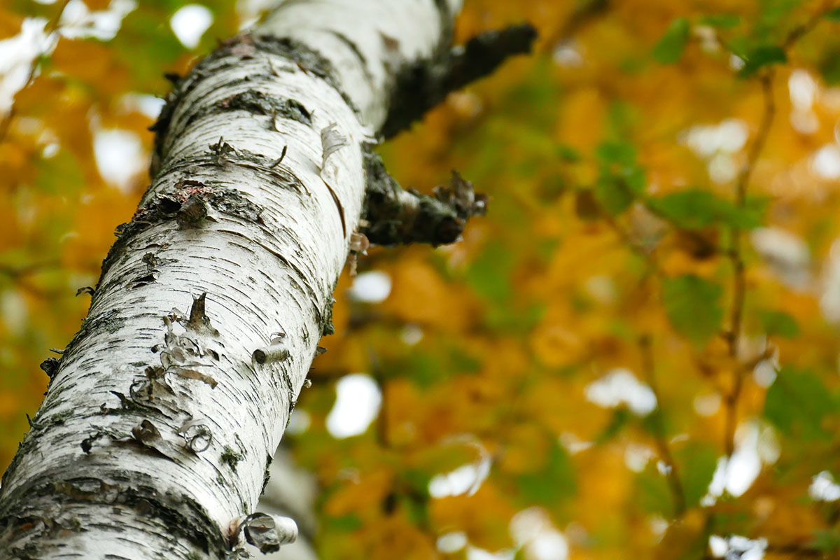 A birch tree changing colors in fall.