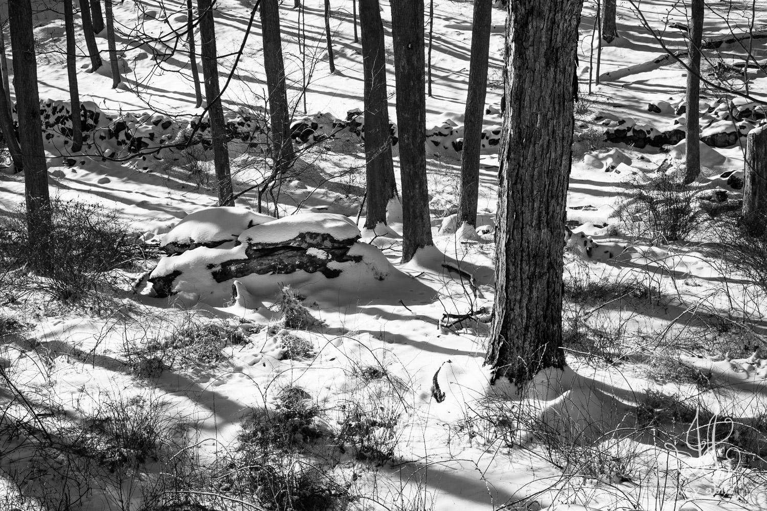 Snowy woods in the bleak midwinter by Joshua Ivey Abitz