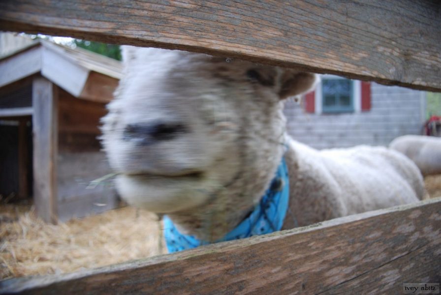 Jobey, a Southdown sheep, greets the camera to Saturday Farm.